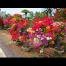 Durch Pfropfen vielfarbige Bougainvillea